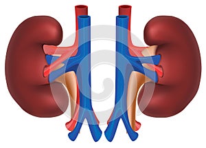 Kidneys of healthy person. Internal organs