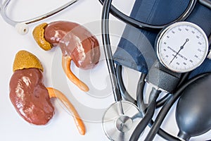 Kidneys and high or low blood pressure concept. Human kidney figures close to stethoscope and sphygmomanometer. Role and impact of