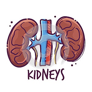 Kidneys. Humans and animals internal organs. Medical theme for posters, leaflets, books, stickers. Human organ anatomy