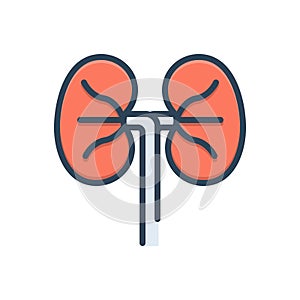 Color illustration icon for Kidneys, anatomy and ureters photo