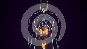 Kidneys and reproductive system. Male human anatomy. 3d illustration.