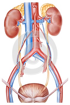 Kidneys and Ureters photo