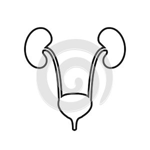 Kidneys vector icon simple element illustration can be use for mobile and web eps10