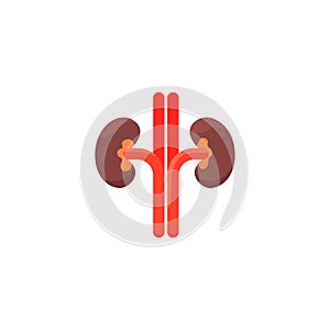 Kidneys vector illustration Healthcare. Flat style. Vector illustration