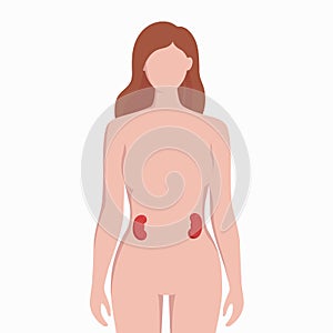 Kidneys on woman body silhouette vector medical illustration isolated on white background. Human inner organ placed in
