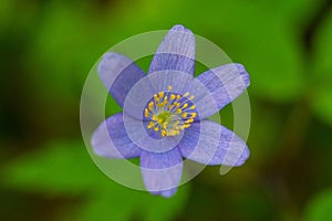 Kidneywort, Anemone hepatica of the buttercup family in the spring photo