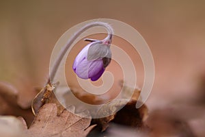 Kidneywort Anemone hepatica flowers photo