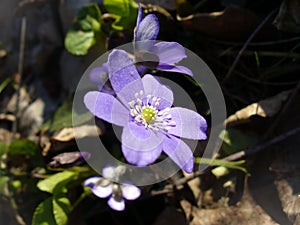 Kidneywort flower (Hepatica nobilis) photo