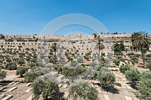 The Kidron Valley,  separating the Temple Mount from the Mount of Olives in Jerusalem, with Jewish graveyard and olive trees, and