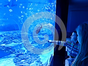 Kids admiring large aquarium with sharks and exotic fish