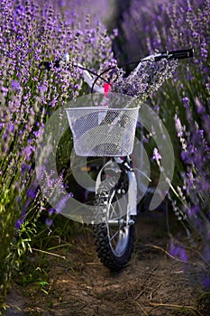 Kids bicycle in a lavender field