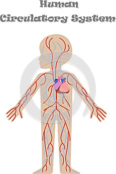 Kids body circulatory system