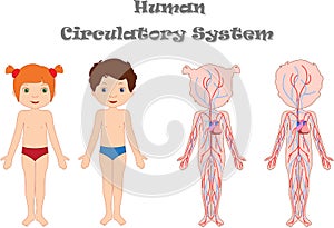 Kids body circulatory system