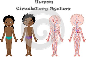 Kids body circulatory system photo