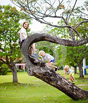 Kids climb tree in summer park. Child climbing