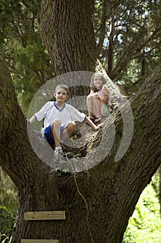 Kids climbing in huge tree