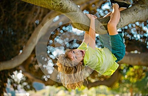 Kids climbing trees, hanging upside down on a tree in a park. Cute little kid boy enjoying climbing on tree on summer