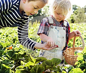 Kids collect strawberry in farm