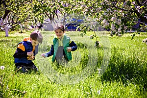 Kids on Easter egg hunt in blooming spring garden. Children searching for colorful eggs in flower meadow. Toddler boy and his