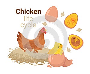 Kids educational illustration of the hatching process.