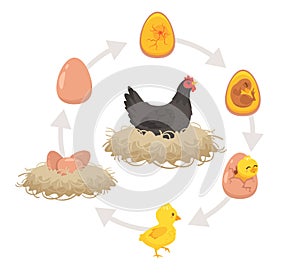 Kids educational scheme of the hatching process.