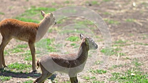 Kids European mouflon. cloven-hoofed animals in zoo. observation of wild animals