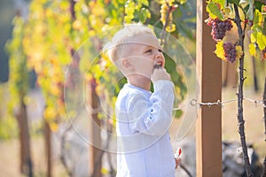 Kids farmer harvesting ripe green grapes in vineyard. Happy young kids picking grapes at wine farm. Agriculture grapes