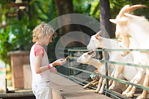 Kids feed animals at petting zoo