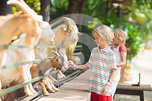 Kids feed animals at petting zoo