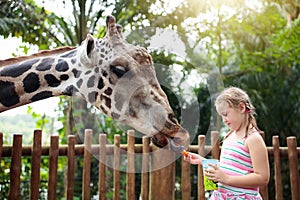 Kids feed giraffe at zoo. Children at safari park