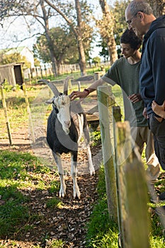 kids feeding a goat on green grass in a farmyard or on a lawn, countryside or village environment, contact zoo or