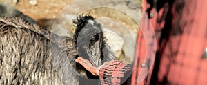 kid feeding funny ostrich emu bird on natural background on a farm, park on in a zoo