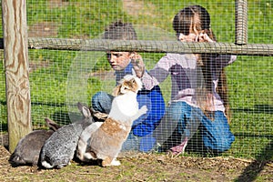 Kids feeding rabbits photo
