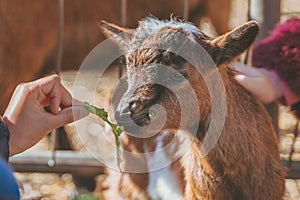 Kids feeding small baby goat by hand with fresh green leaves