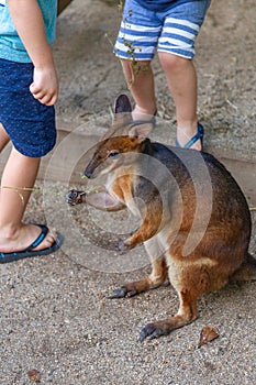 Kids feeding a wallaby in Hartley’s Crocodile Adventures