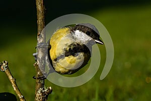 Kids of Great tit bird parus major