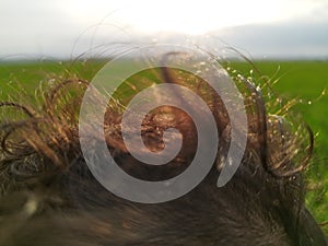 Kids hair beautiful frizzy hot heat weather beautiful with paddy field behind and sunset