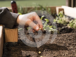 Kids hand planting a seed in soil