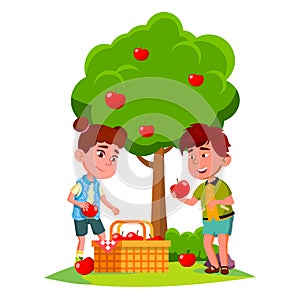 Kids Harvest Apples In Basket Near Apple Tree Vector. Isolated Illustration