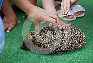 Kids and hedgehog