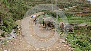 Kids herding buffaloes in Sa Pa valley photo