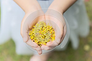 Kids holding tiny yellow flowers in hands