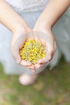 Kids holding tiny yellow flowers in hands