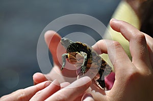 Kids holding a turtle