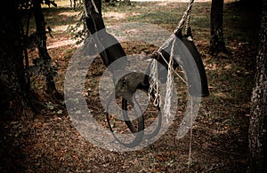 Kids horse tire swing hanging from some maple tree in the woods