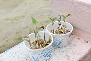 Kids learning process of science project on sprouting and growing