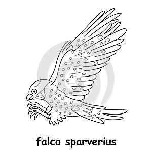 Kids line illustration coloring falco sparverius