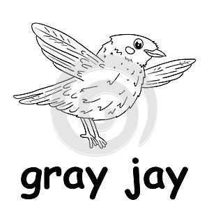 Kids line illustration coloring gray jay. animal outline