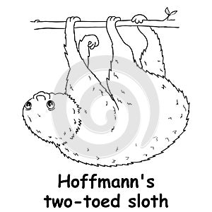 Kids line illustration coloring hoffmann two toed sloth. animal are just lines