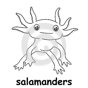 Kids line illustration coloring salamanders. outline vector for children. cute cartoon characters